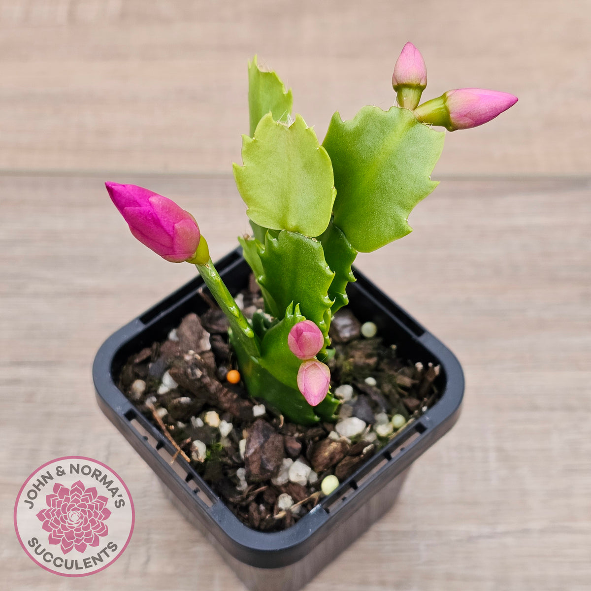 Zygocactus 'Cyber Dancer'