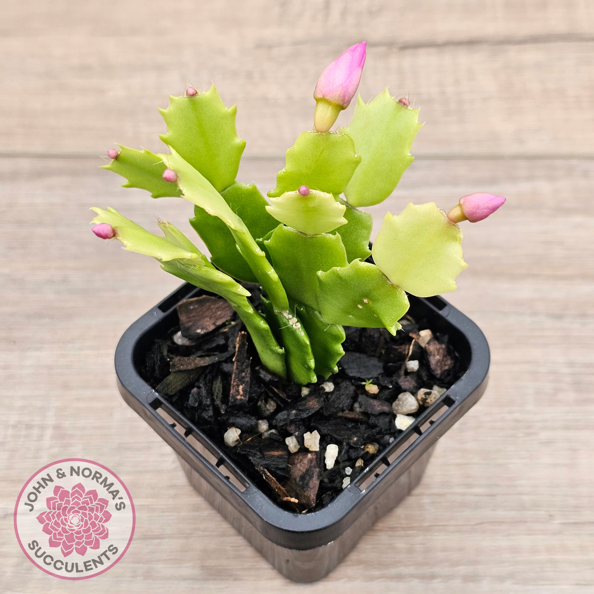 Zygocactus 'Cyber Dancer'