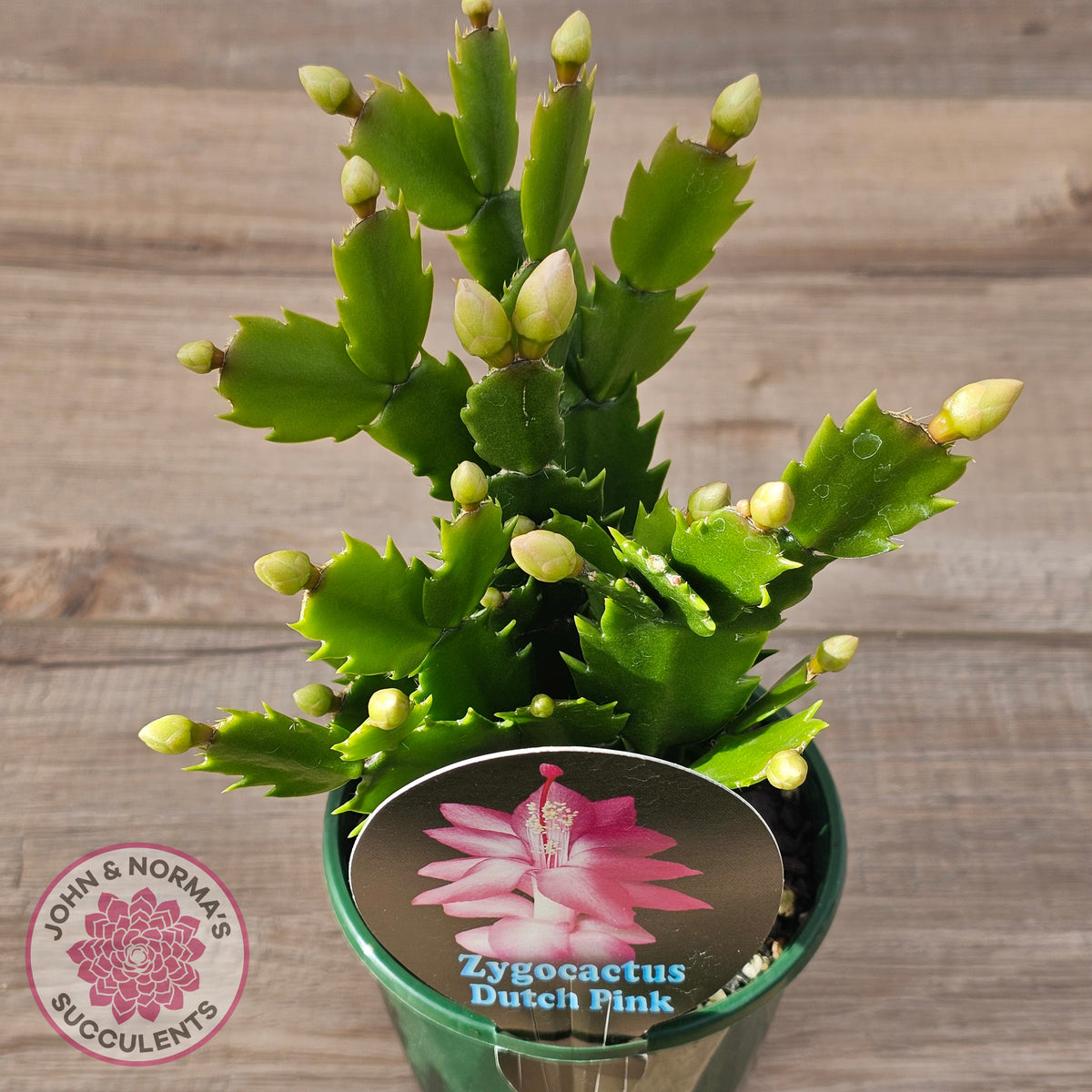Zygocactus 'Dutch Pink'