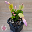 Zygocactus 'Dutch Pink'