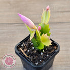 Zygocactus 'Dutch Pink'
