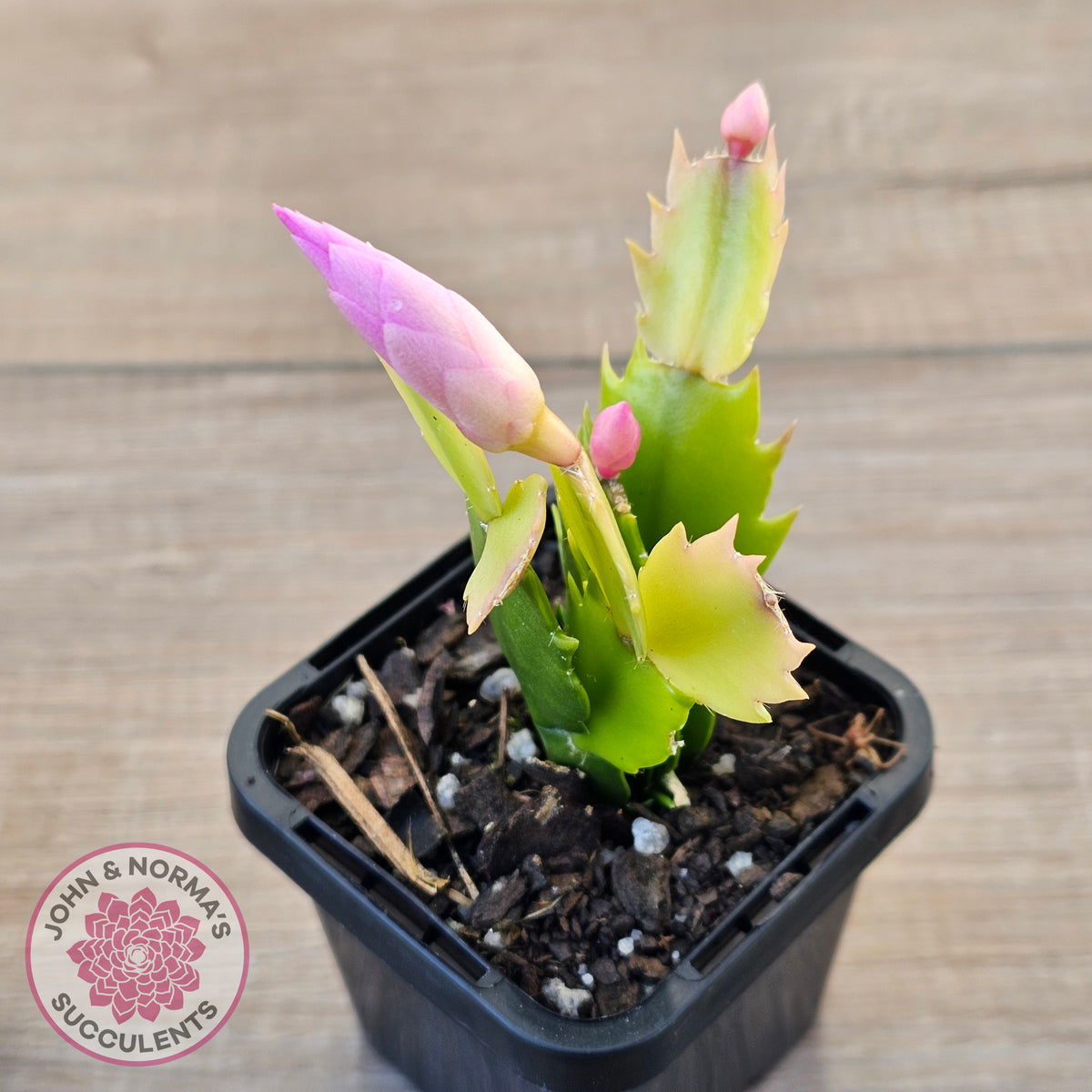 Zygocactus 'Dutch Pink'