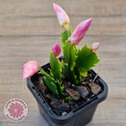 Zygocactus 'Dutch Pink'