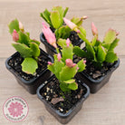 Zygocactus 'Fantasia'