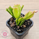 Zygocactus 'Fantasia'