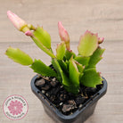 Zygocactus 'Fantasia'