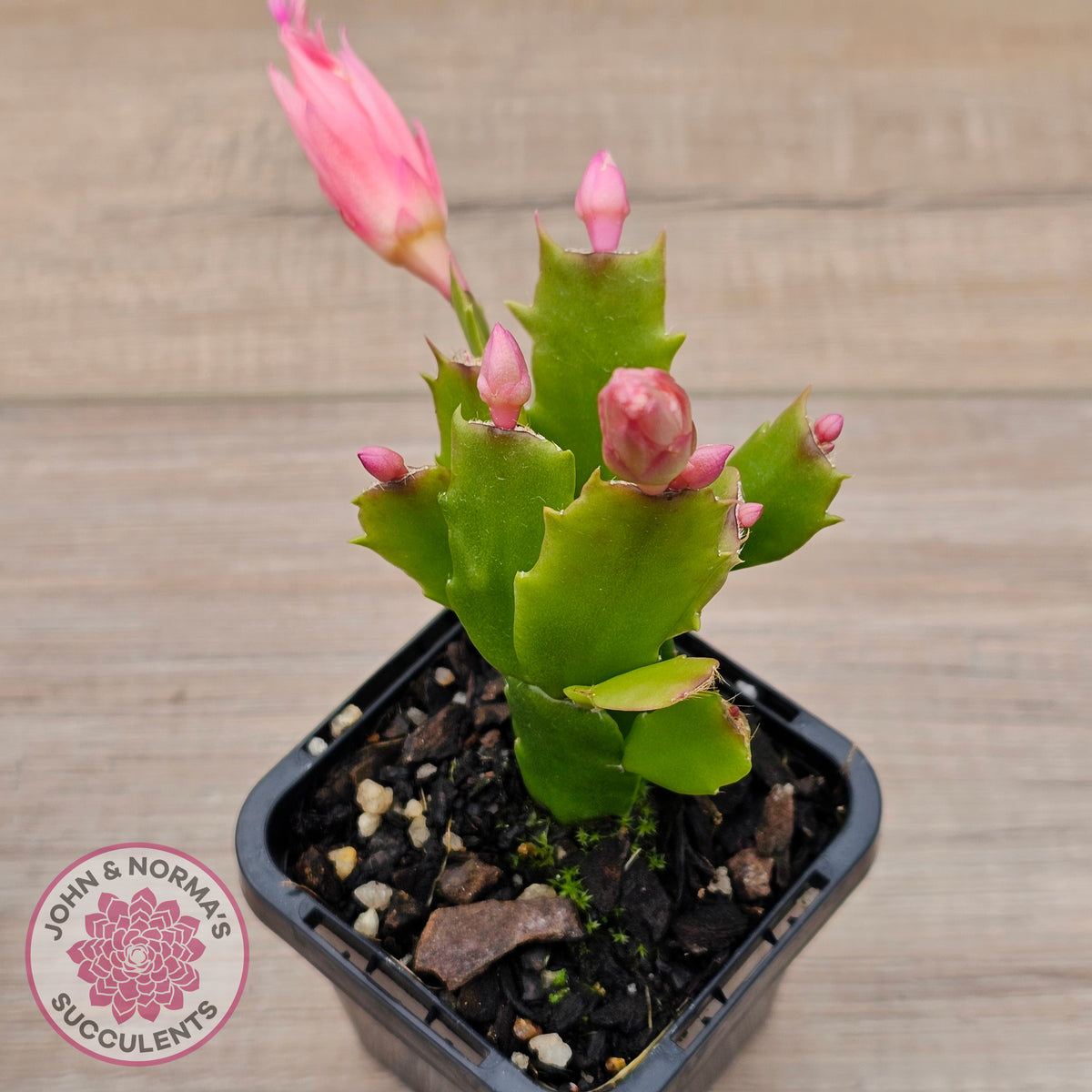 Zygocactus 'Fantasia'