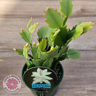 Zygocactus 'Limelight Dancer'