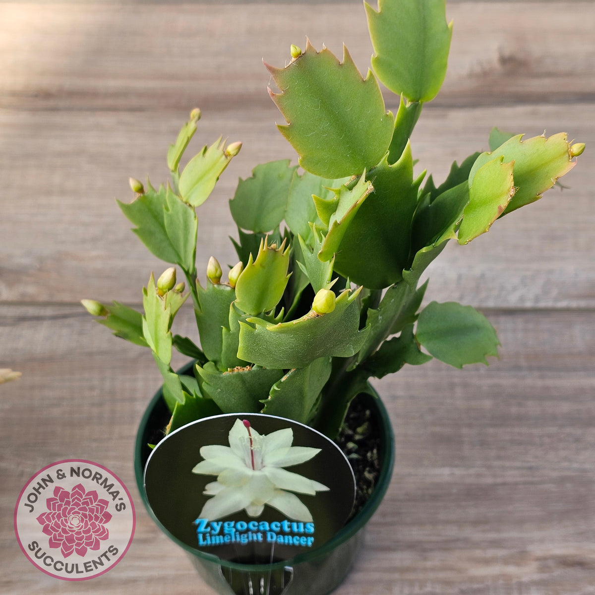 Zygocactus 'Limelight Dancer'