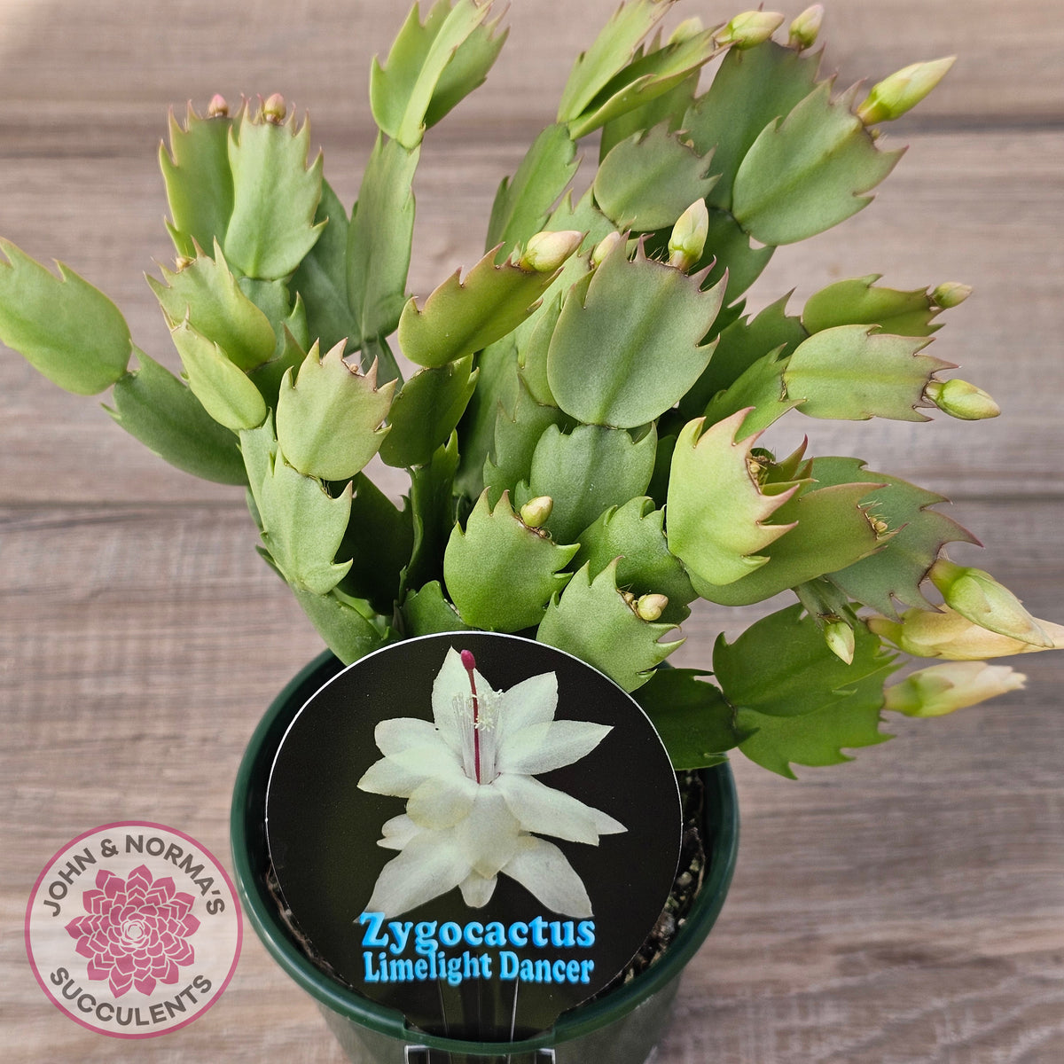 Zygocactus 'Limelight Dancer'