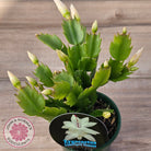 Zygocactus 'Limelight Dancer'