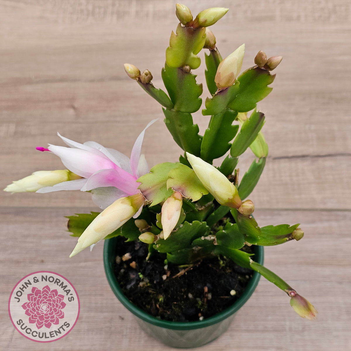 Zygocactus 'Malissa'