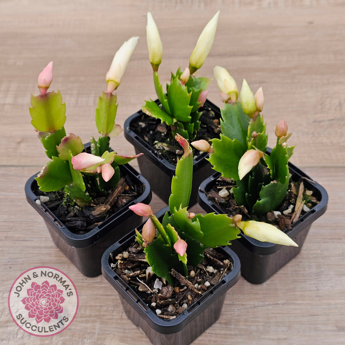 Zygocactus 'Malissa'