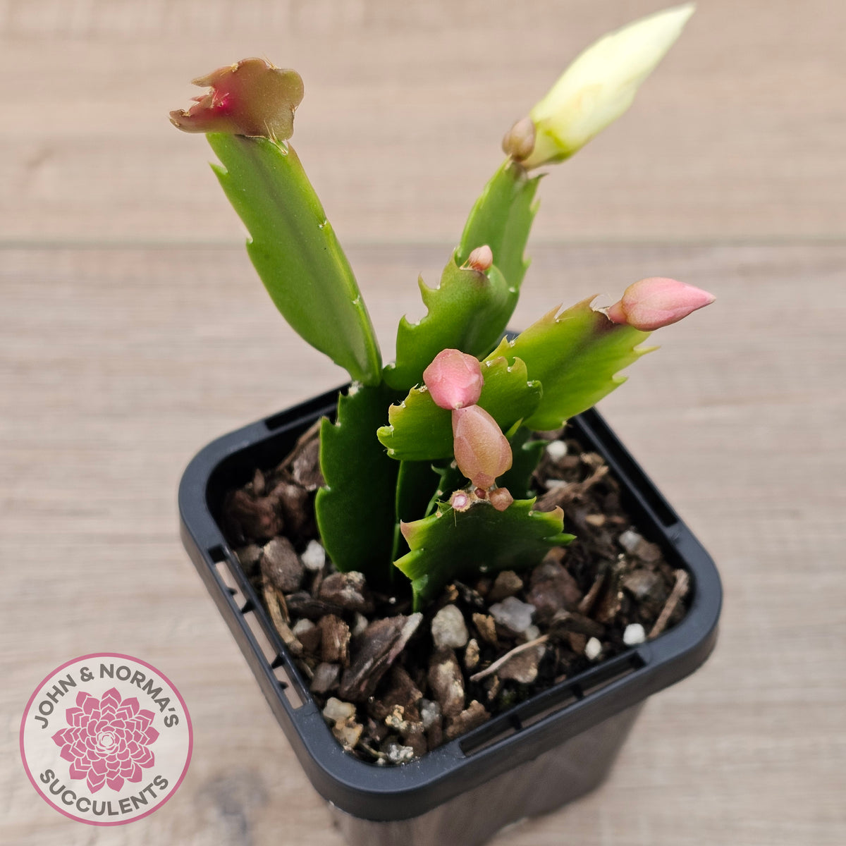 Zygocactus 'Malissa'