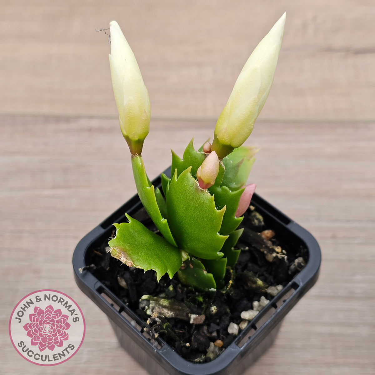 Zygocactus 'Malissa'