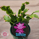 Zygocactus 'Purple Dancer'