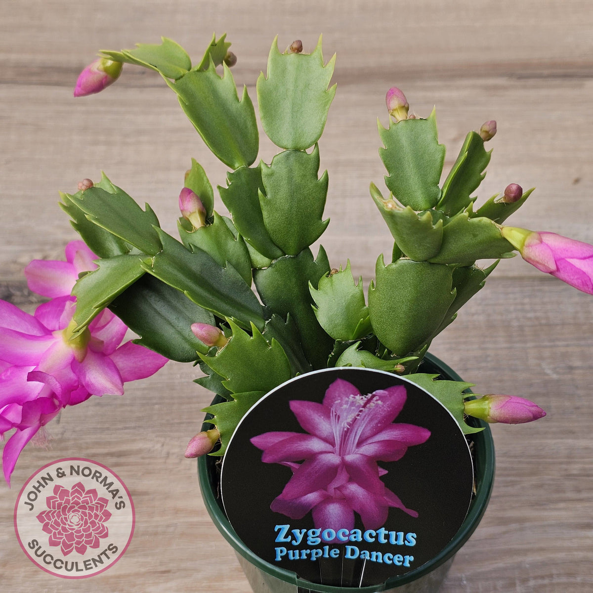 Zygocactus 'Purple Dancer'