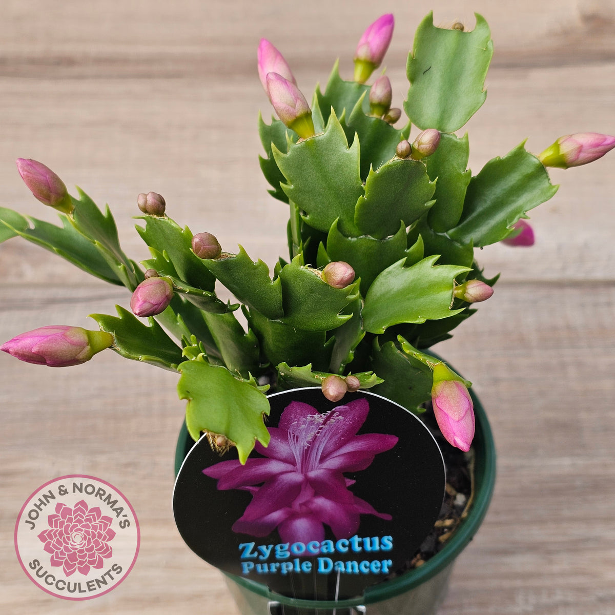 Zygocactus 'Purple Dancer'