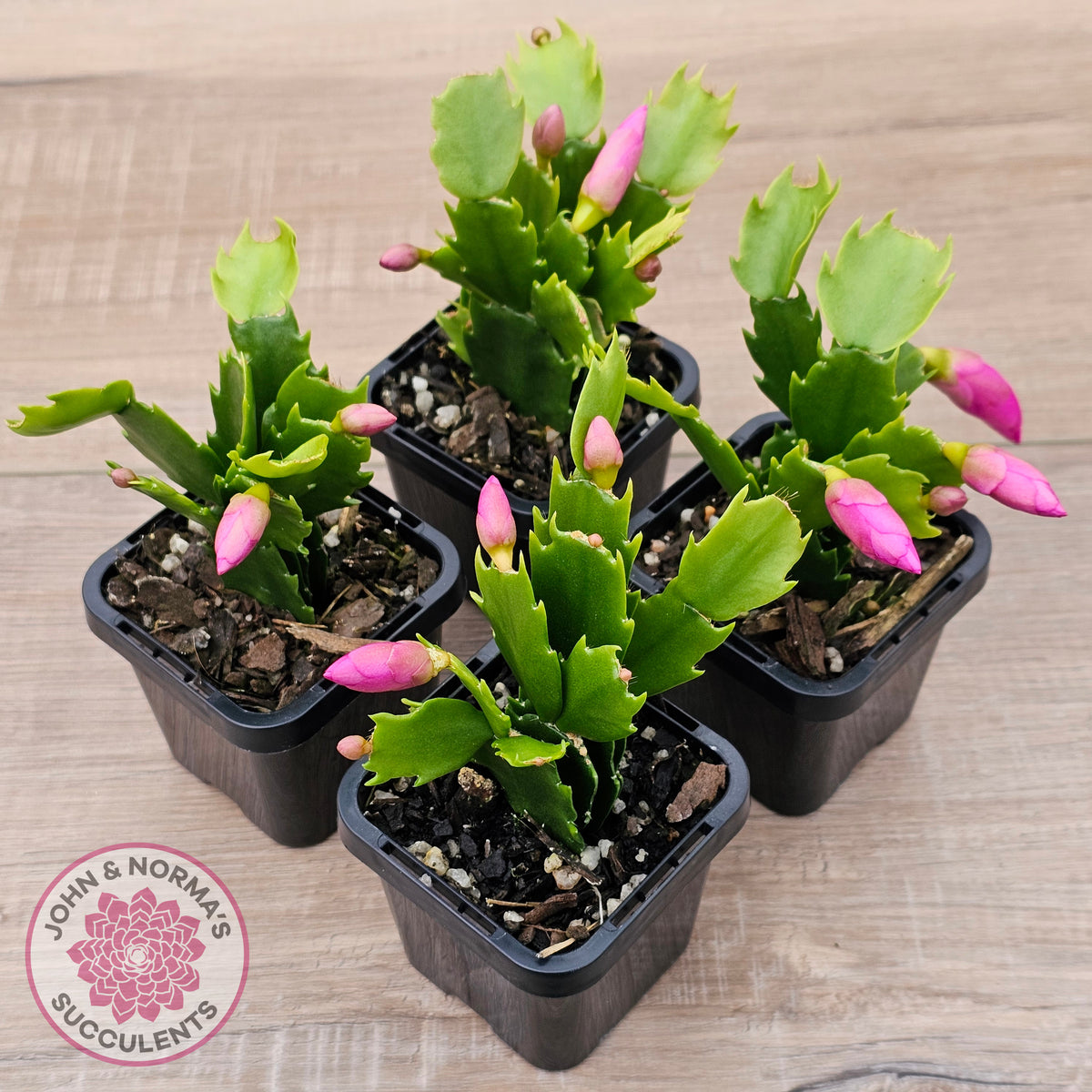 Zygocactus 'Purple Dancer'