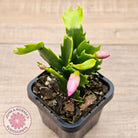 Zygocactus 'Purple Dancer'
