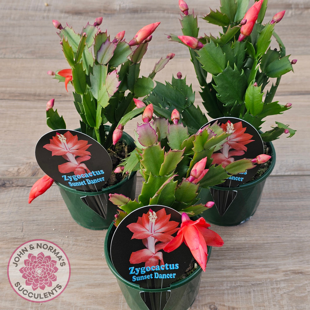 Zygocactus 'Sunset Dancer'