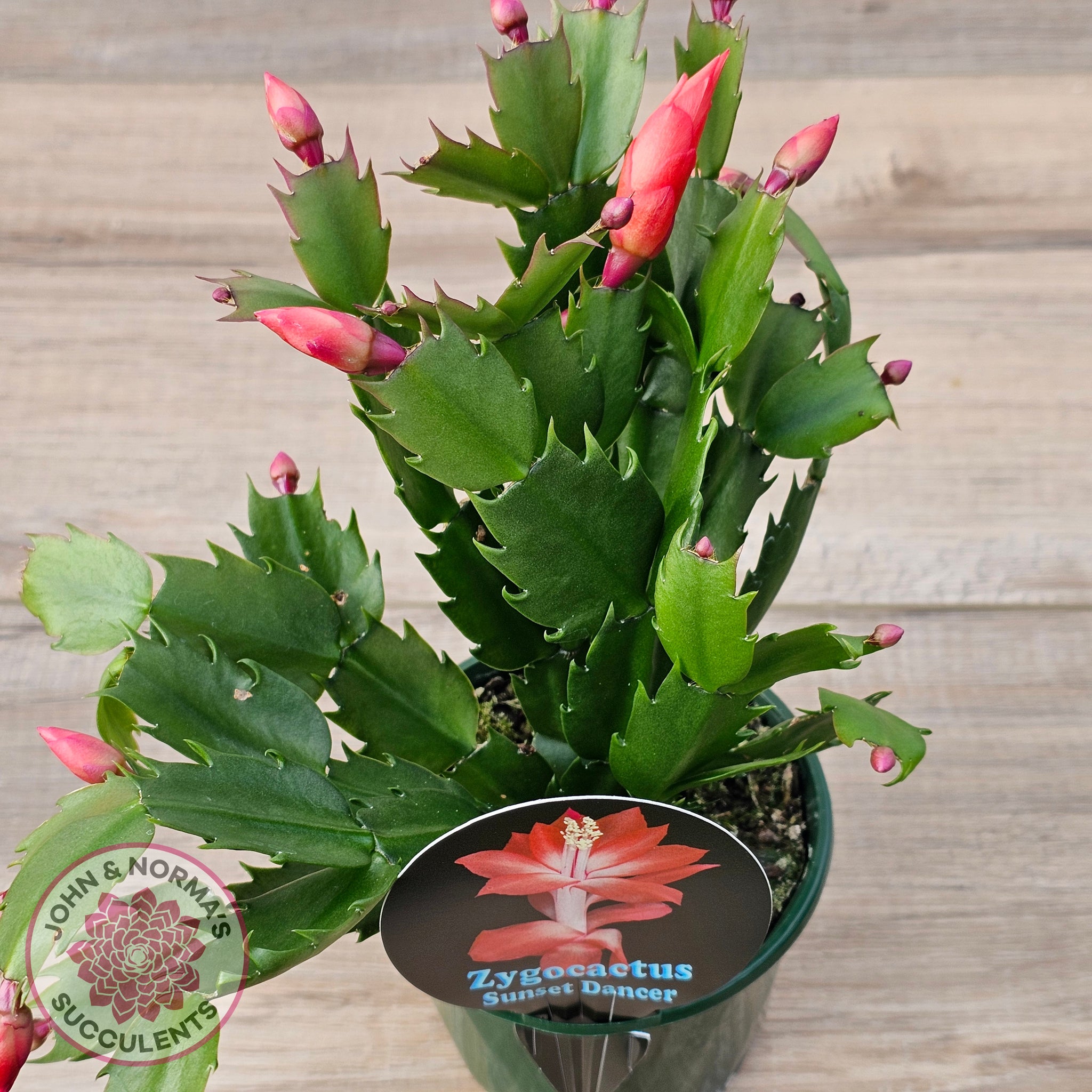 Buy Zygocactus 'Sunset Dancer' Australia