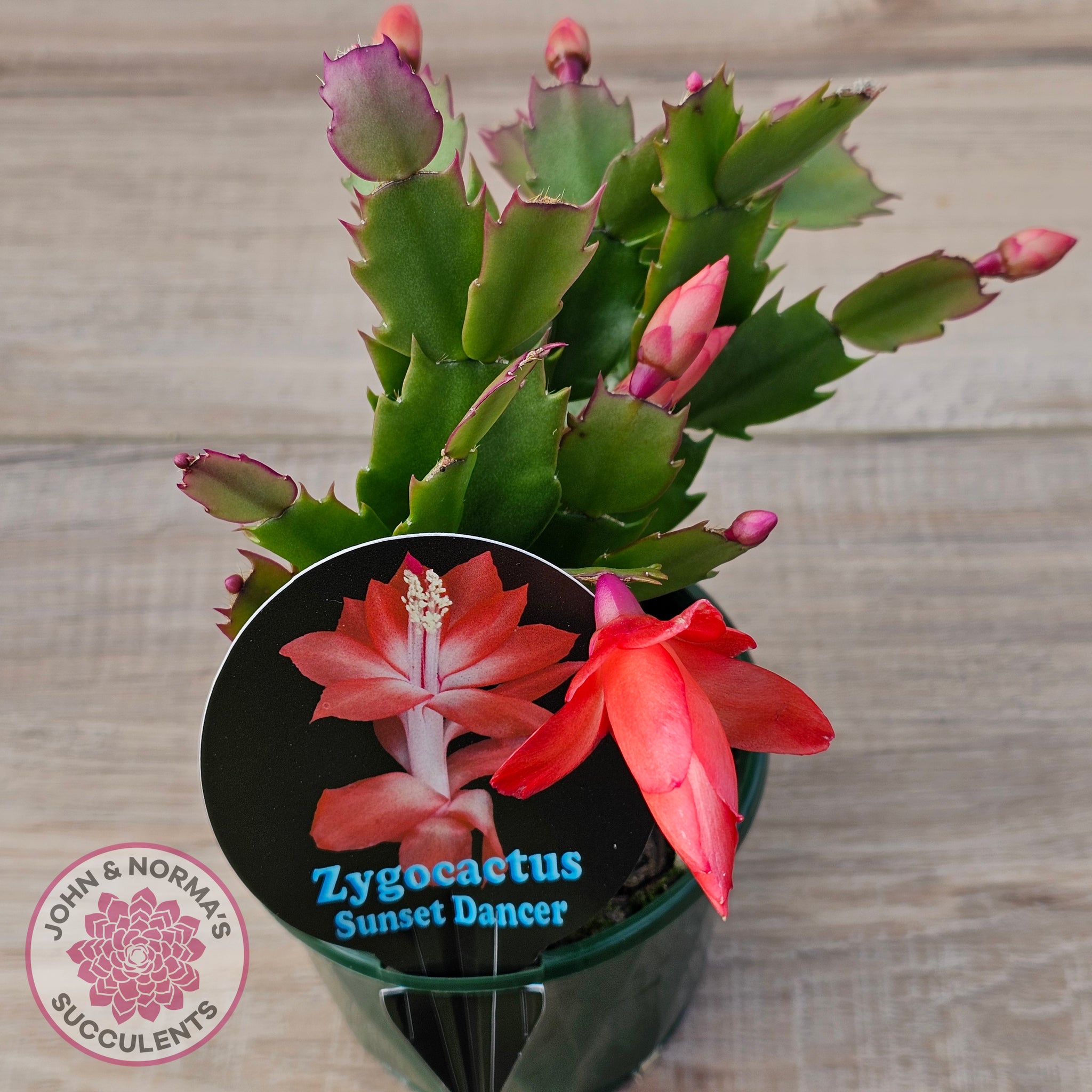 Buy Zygocactus 'Sunset Dancer' Australia
