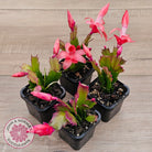 Zygocactus 'Sunset Dancer'