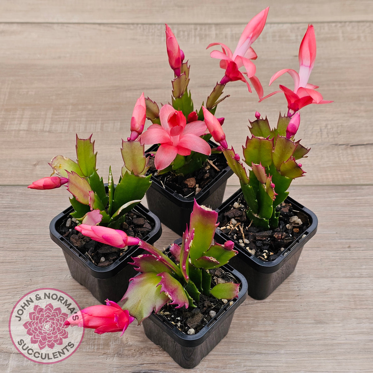 Zygocactus 'Sunset Dancer'