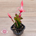 Zygocactus 'Sunset Dancer'