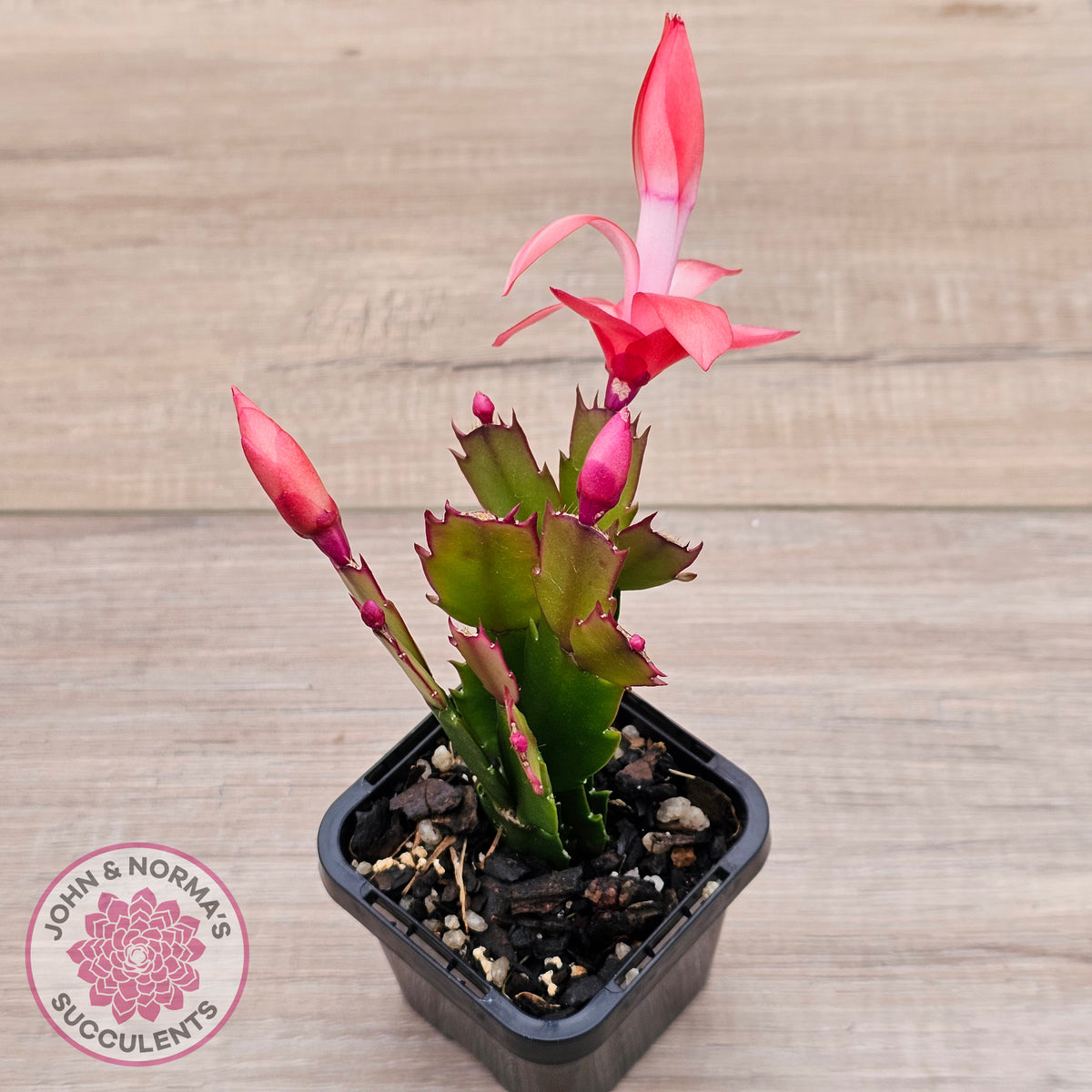 Zygocactus 'Sunset Dancer'