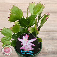 Load image into Gallery viewer, Zygocactus 'Thor Caroline'
