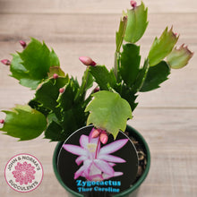 Load image into Gallery viewer, Zygocactus 'Thor Caroline'
