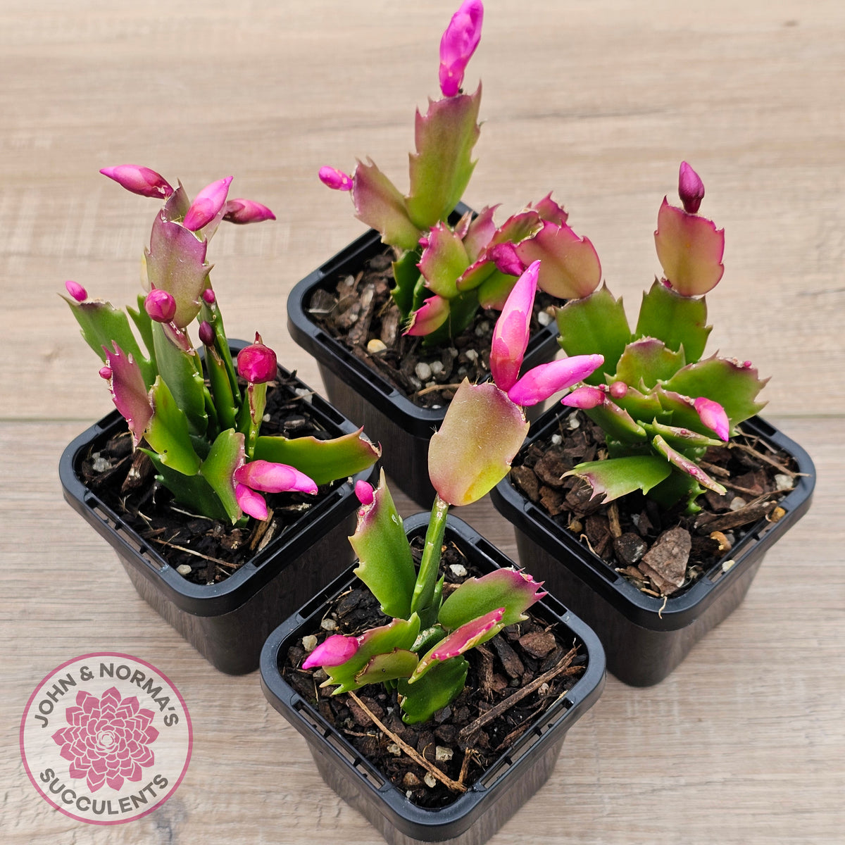 Zygocactus 'Thor Caroline'