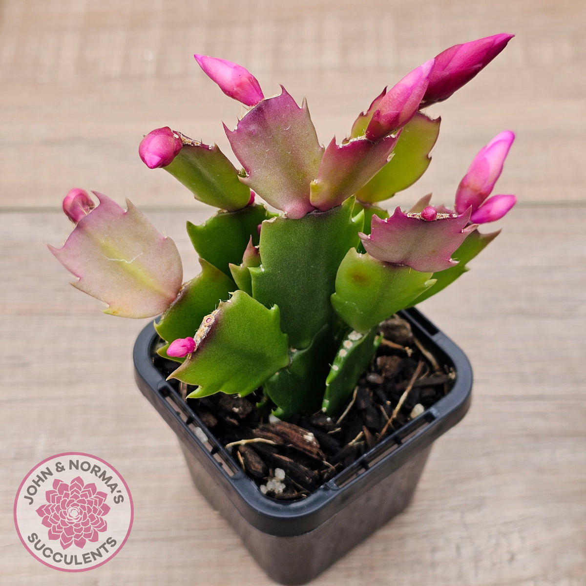 Zygocactus 'Thor Caroline'
