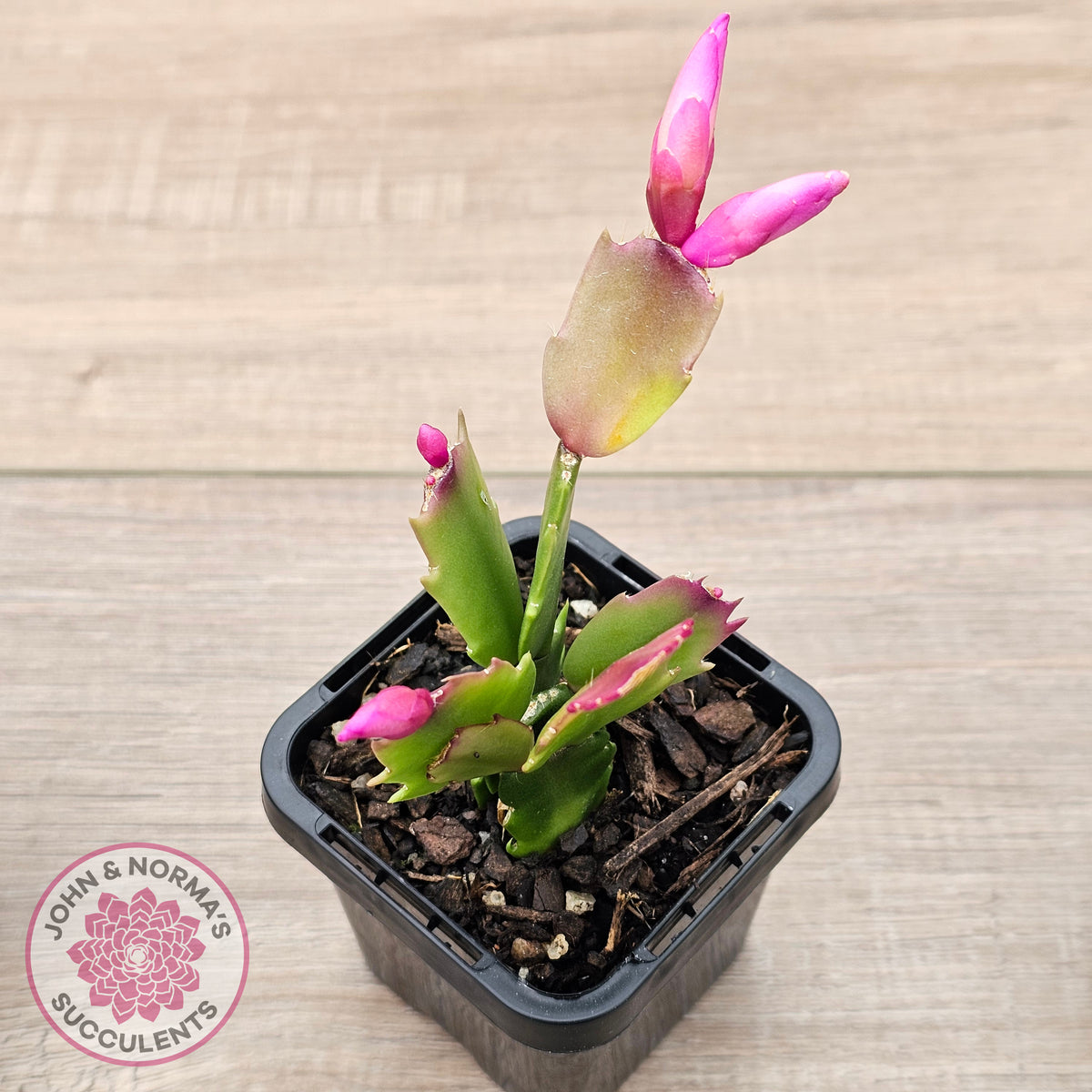 Zygocactus 'Thor Caroline'