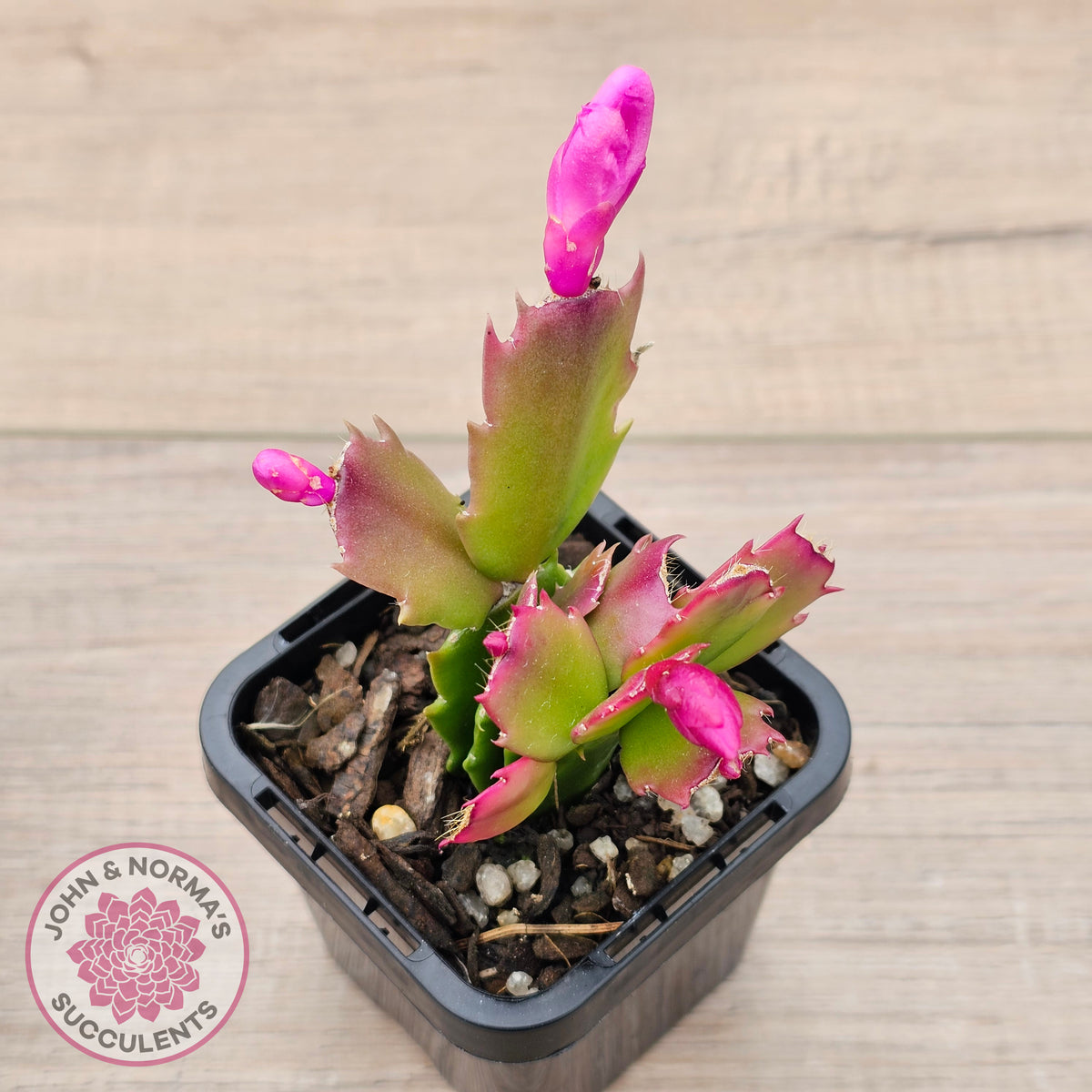 Zygocactus 'Thor Caroline'