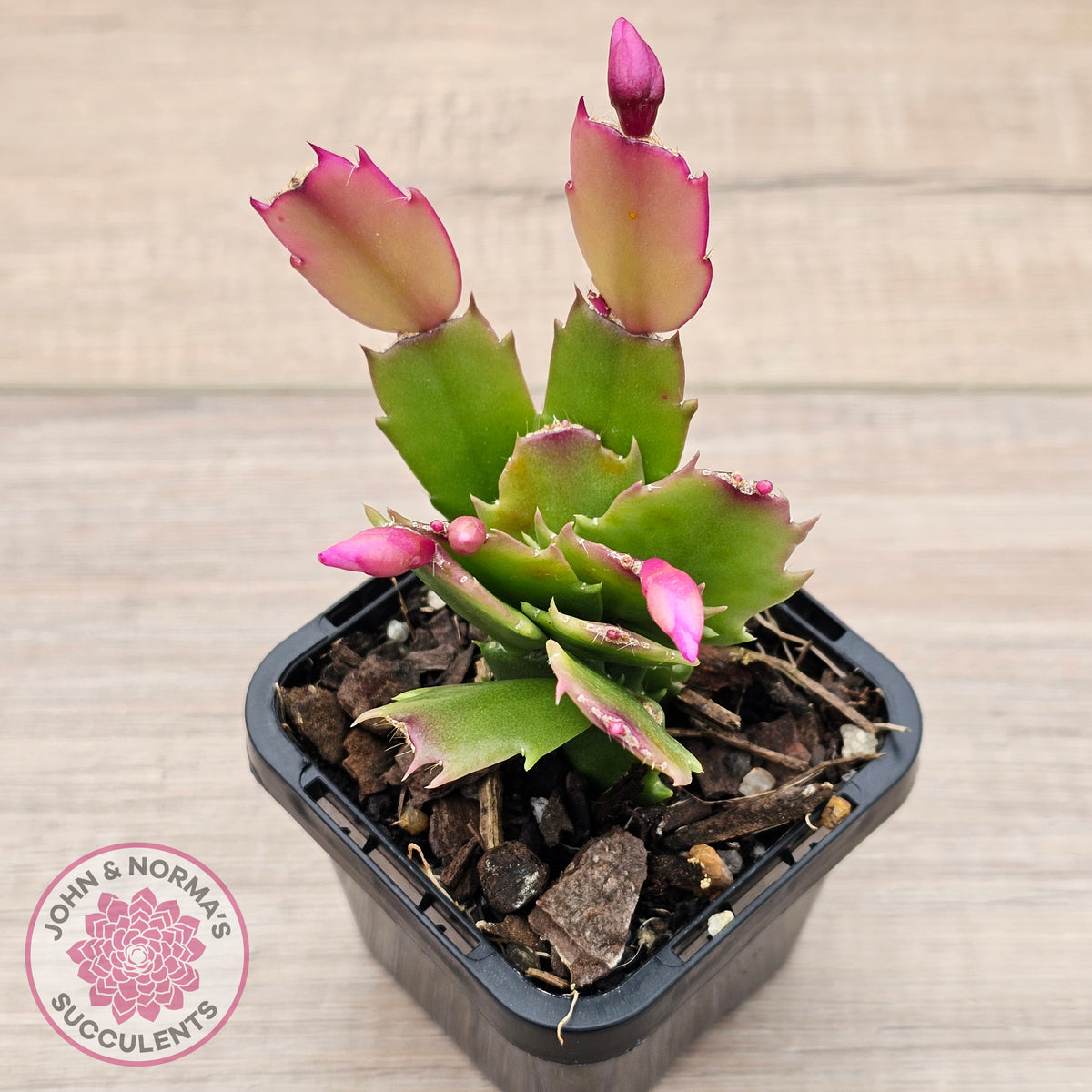 Zygocactus 'Thor Caroline'