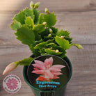 Zygocactus 'Thor Freya'