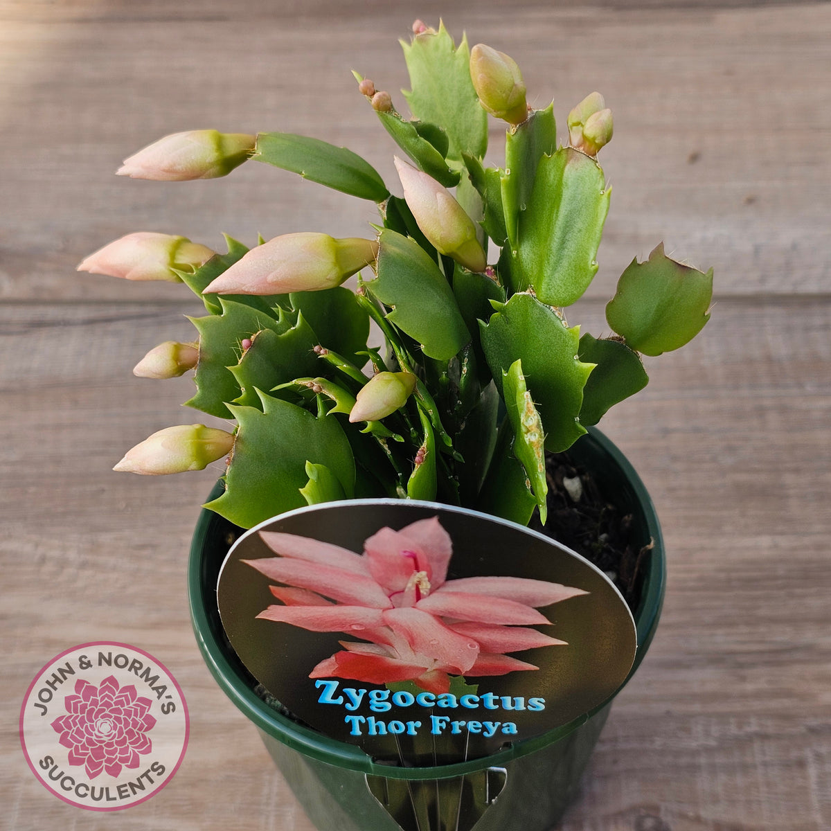 Zygocactus 'Thor Freya'