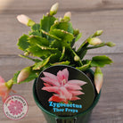 Zygocactus 'Thor Freya'