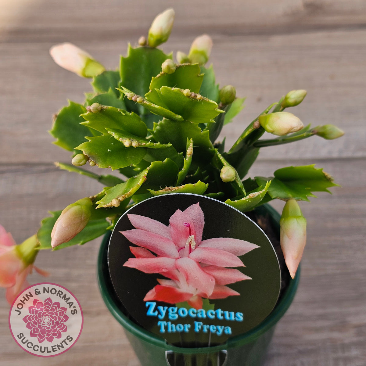 Zygocactus 'Thor Freya'