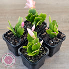 Zygocactus 'Thor Freya'