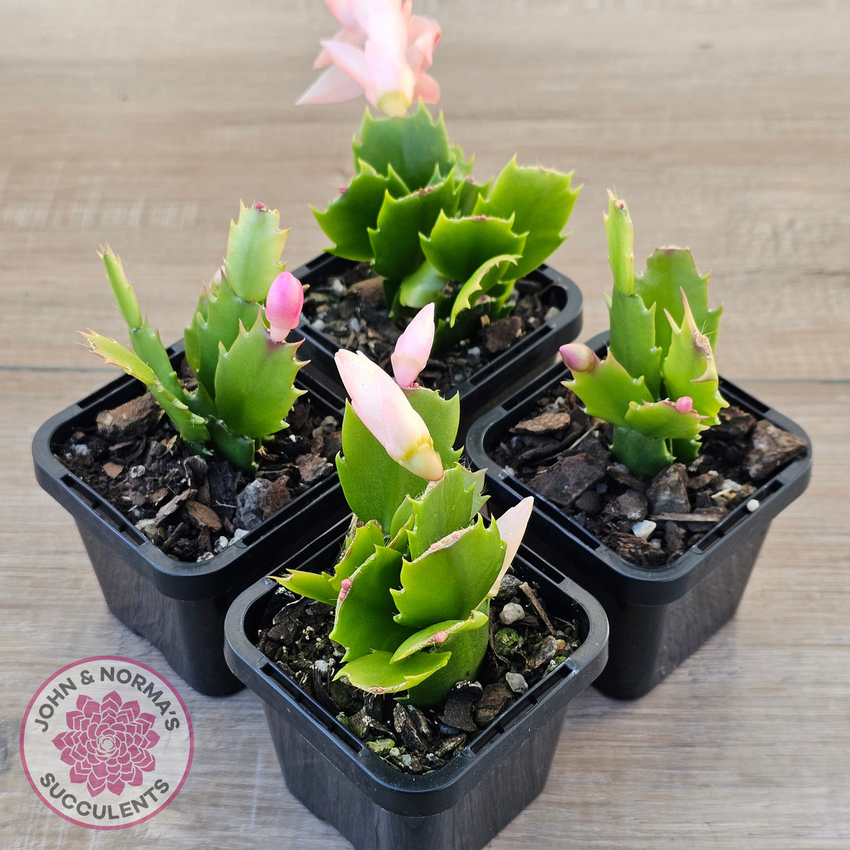 Zygocactus 'Thor Freya'