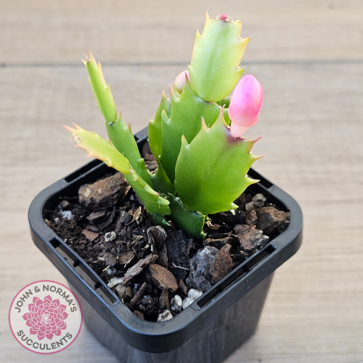 Zygocactus 'Thor Freya'