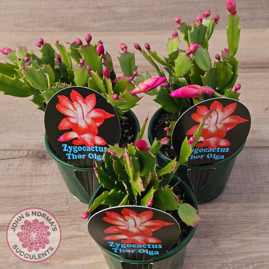 Zygocactus 'Thor Olga'