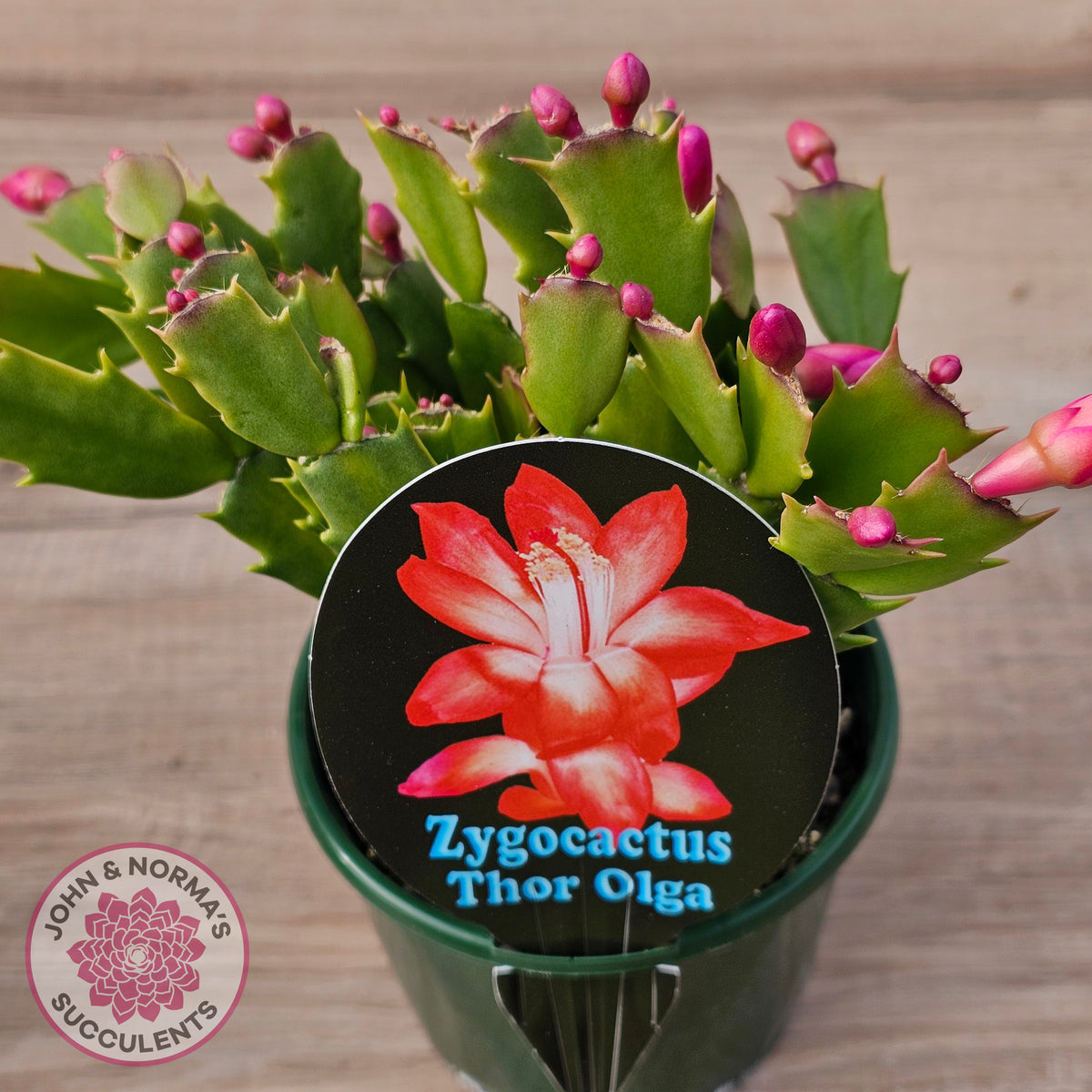 Zygocactus 'Thor Olga'
