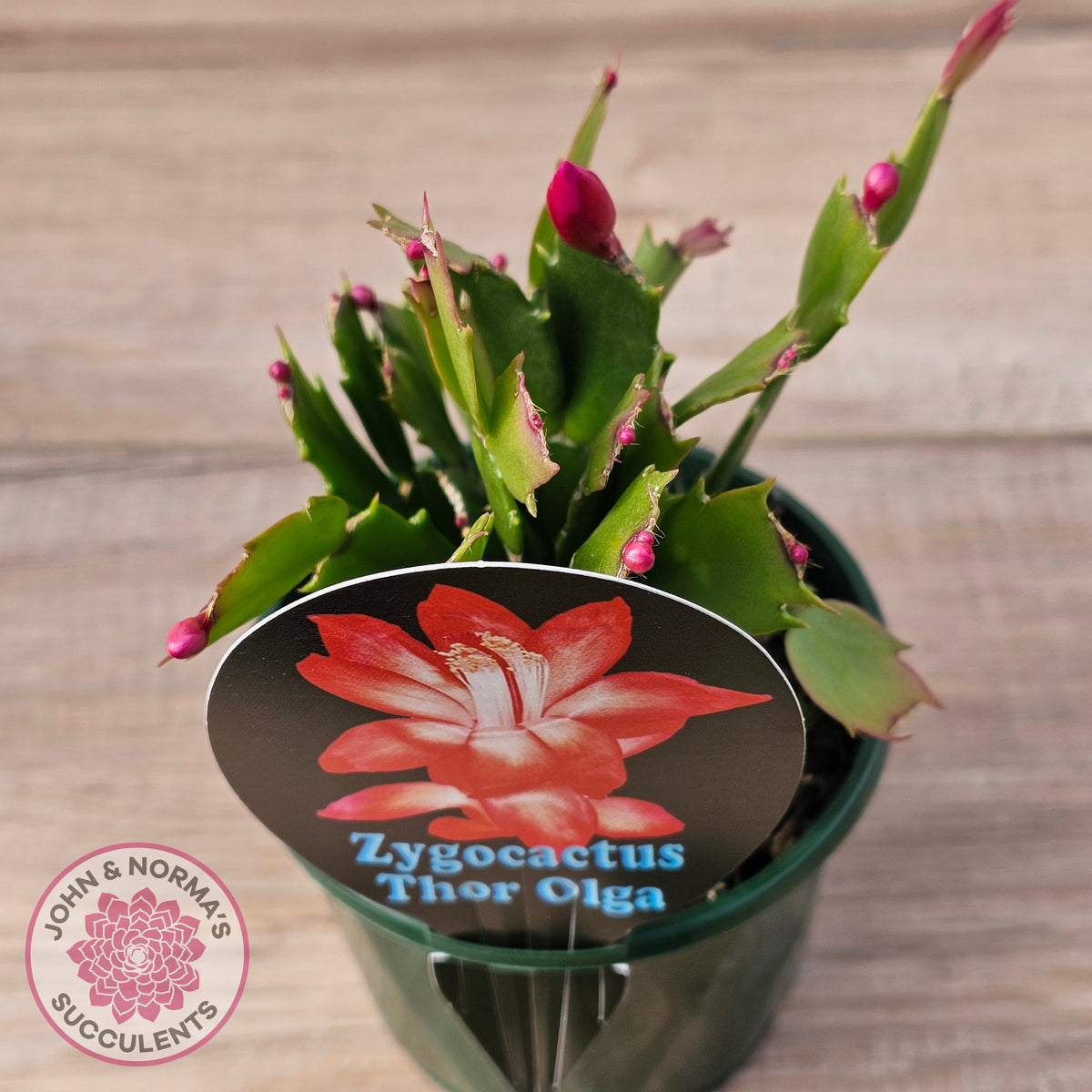 Zygocactus 'Thor Olga'