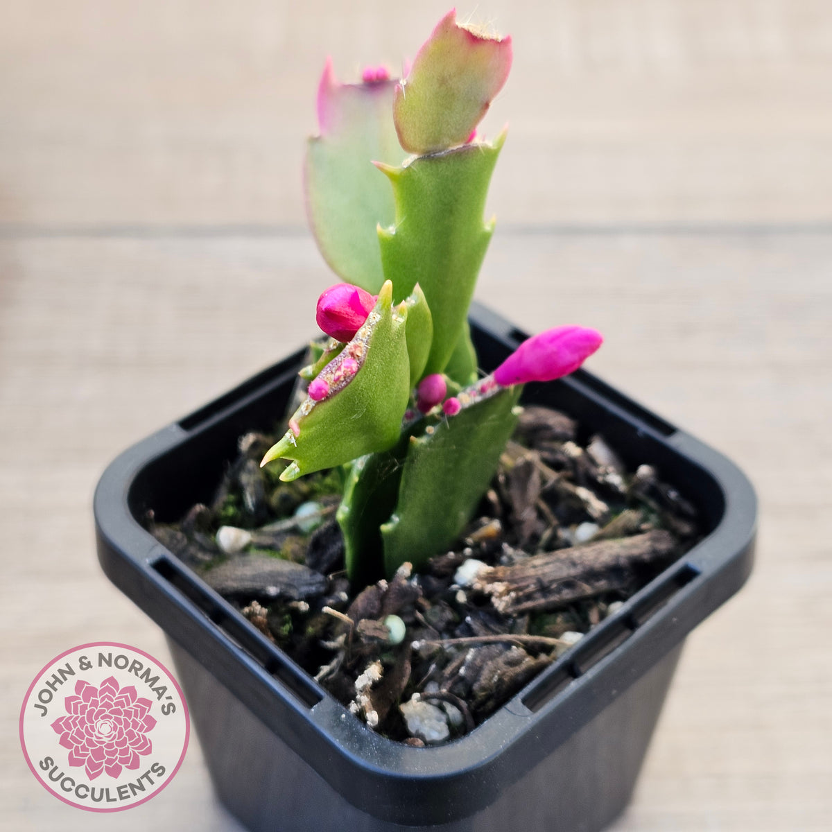 Zygocactus 'Thor Olga'
