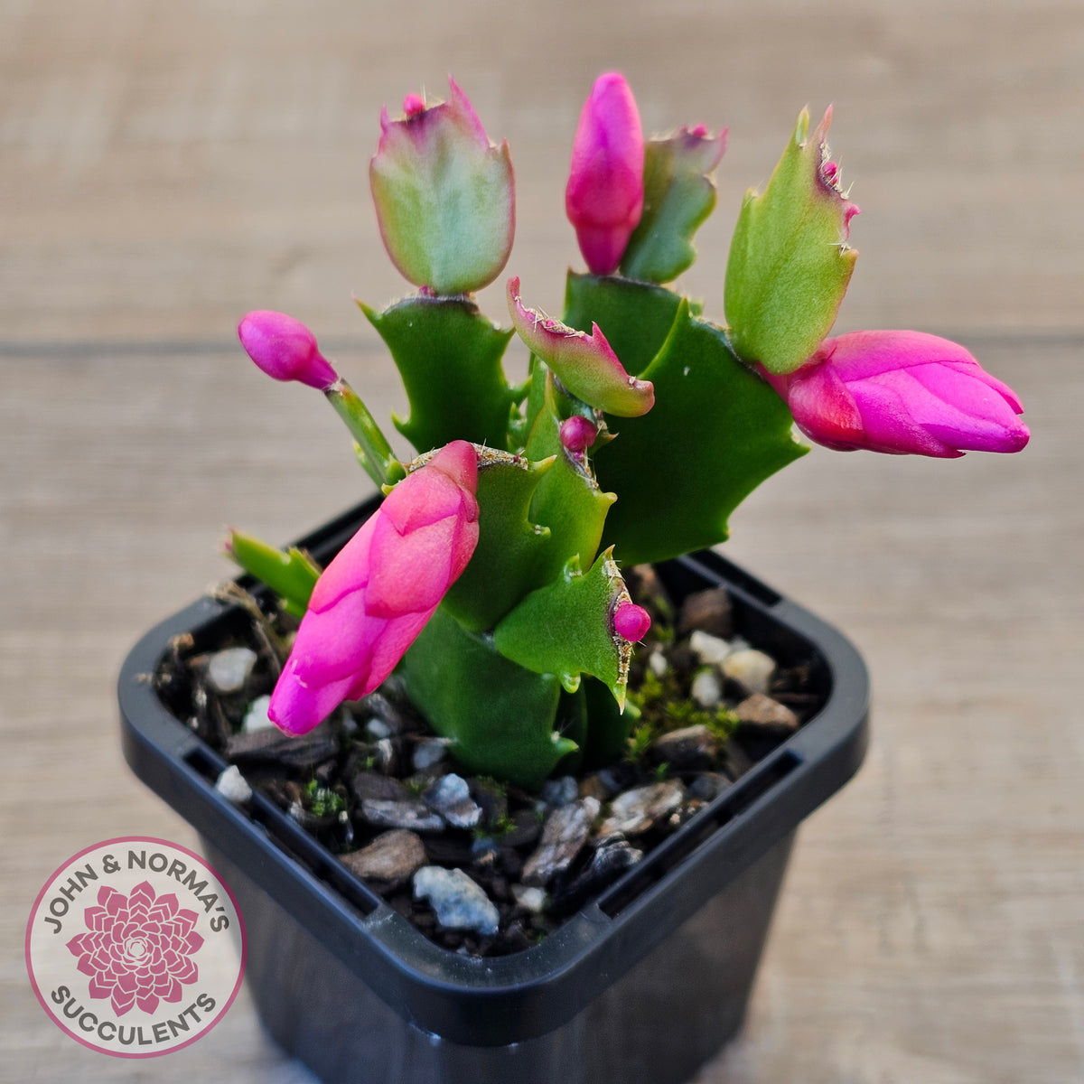 Zygocactus 'Thor Olga'